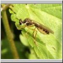 Dioctria linearis - Raubfliege 09.jpg